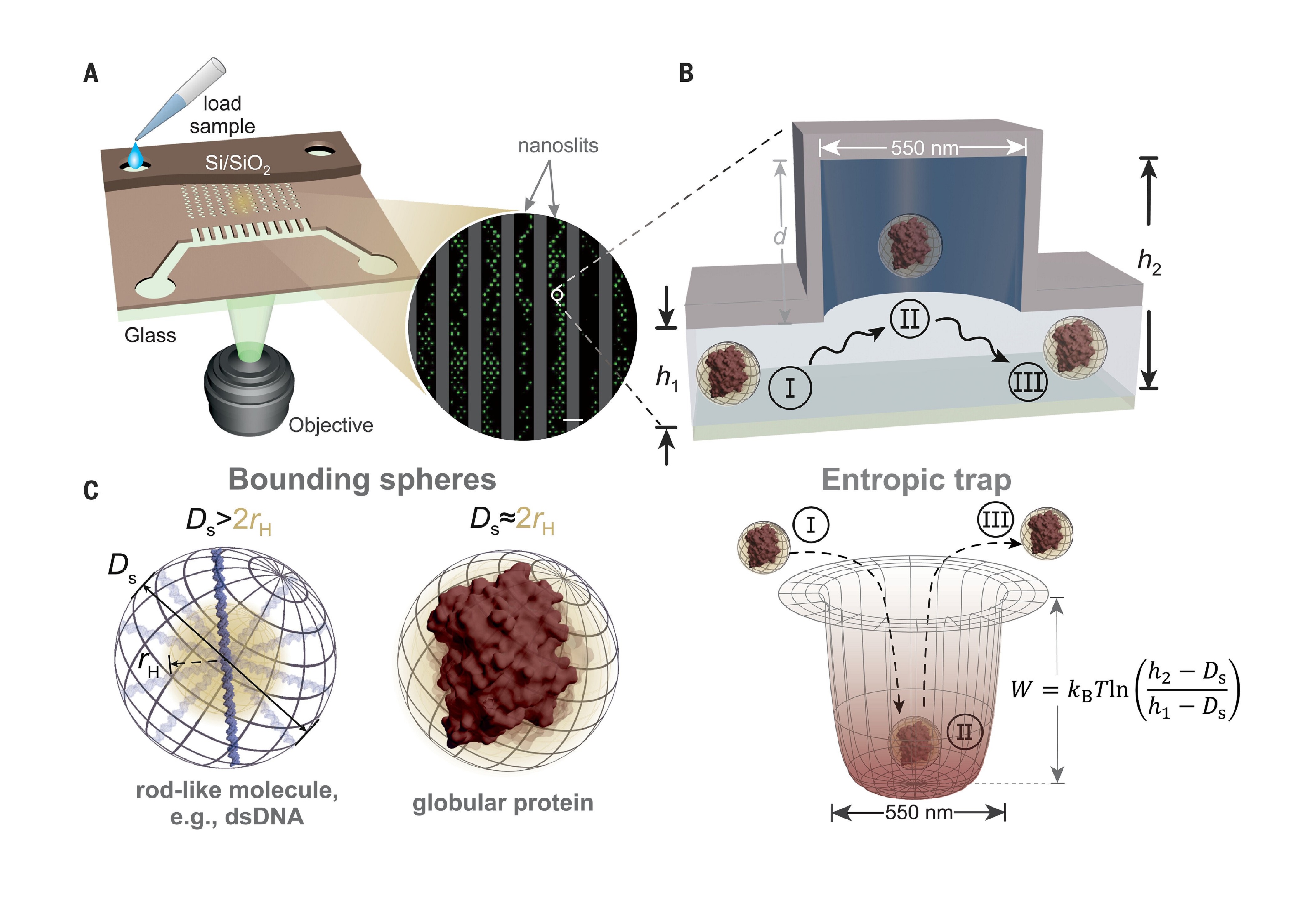 fig1a
